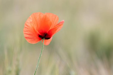 kırmızı gelincik papaver rhoeas ilkbaharda mısır tarlasında
