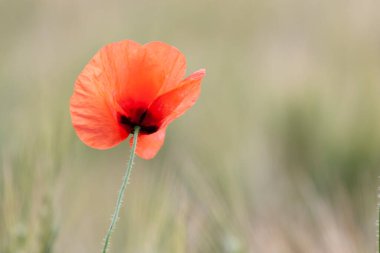 kırmızı gelincik papaver rhoeas ilkbaharda mısır tarlasında