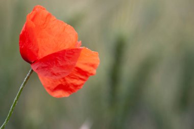 kırmızı gelincik papaver rhoeas ilkbaharda mısır tarlasında