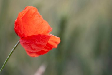 kırmızı gelincik papaver rhoeas ilkbaharda mısır tarlasında
