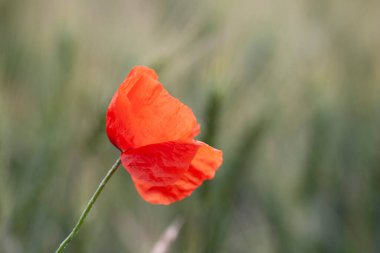kırmızı gelincik papaver rhoeas ilkbaharda mısır tarlasında