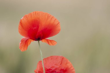kırmızı gelincik papaver rhoeas ilkbaharda mısır tarlasında