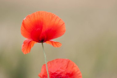 kırmızı gelincik papaver rhoeas ilkbaharda mısır tarlasında