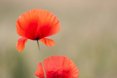 kırmızı gelincik papaver rhoeas ilkbaharda mısır tarlasında