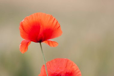 kırmızı gelincik papaver rhoeas ilkbaharda mısır tarlasında