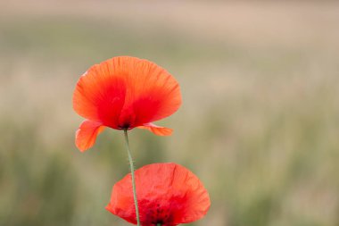 kırmızı gelincik papaver rhoeas ilkbaharda mısır tarlasında
