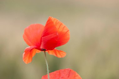 kırmızı gelincik papaver rhoeas ilkbaharda mısır tarlasında