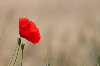 kırmızı gelincik papaver rhoeas ilkbaharda mısır tarlasında