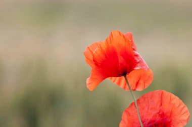 kırmızı gelincik papaver rhoeas ilkbaharda mısır tarlasında
