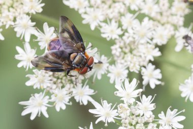 Renkli Diptera Ectophasia Crassipennis, yakından görülen böcek paraziti.