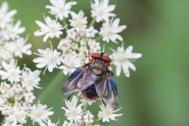 Renkli Diptera Ectophasia Crassipennis, yakından görülen böcek paraziti.