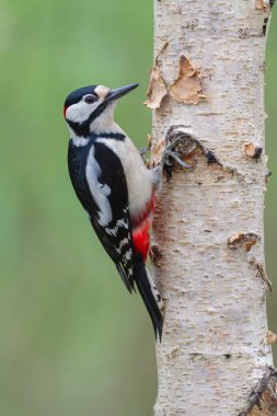 Büyük benekli ağaçkakan Dendrocopos ağaç gövdesine tırmanıyor.