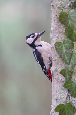 Büyük benekli ağaçkakan Dendrocopos ağaç gövdesine tırmanıyor.