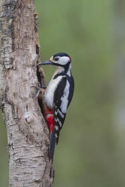 Büyük benekli ağaçkakan Dendrocopos ağaç gövdesine tırmanıyor.