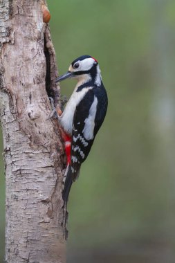 Büyük benekli ağaçkakan Dendrocopos ağaç gövdesine tırmanıyor.