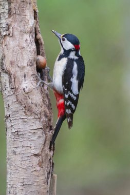 Büyük benekli ağaçkakan Dendrocopos ağaç gövdesine tırmanıyor.
