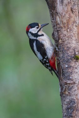 Büyük benekli ağaçkakan Dendrocopos ağaç gövdesine tırmanıyor.