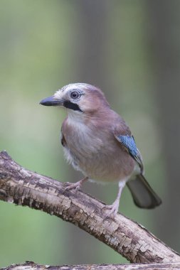Avrupalı Jay Garrulus glandarius çocuk ya da yetişkin