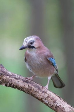 Avrupalı Jay Garrulus glandarius çocuk ya da yetişkin