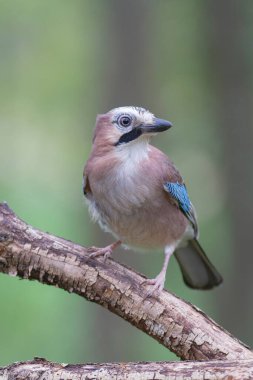 Avrupalı Jay Garrulus glandarius çocuk ya da yetişkin
