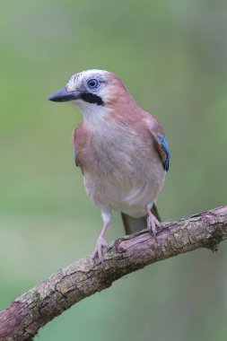 Avrupalı Jay Garrulus glandarius çocuk ya da yetişkin