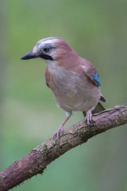 Avrupalı Jay Garrulus glandarius çocuk ya da yetişkin