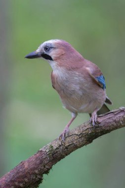 Avrupalı Jay Garrulus glandarius çocuk ya da yetişkin