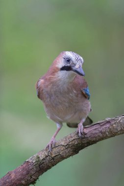 Avrupalı Jay Garrulus glandarius çocuk ya da yetişkin