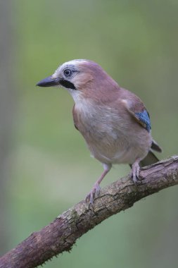 Avrupalı Jay Garrulus glandarius çocuk ya da yetişkin