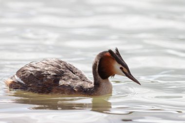Büyük ibikli Grebe Podiceps kristali gölette yüzüyor