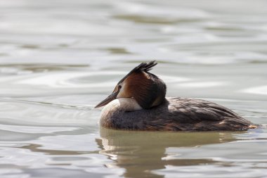 Büyük ibikli Grebe Podiceps kristali gölette yüzüyor