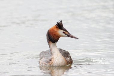 Büyük ibikli Grebe Podiceps kristali gölette yüzüyor