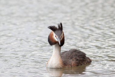 Büyük ibikli Grebe Podiceps kristali gölette yüzüyor