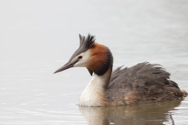 Büyük ibikli Grebe Podiceps kristali gölette yüzüyor