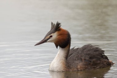 Büyük ibikli Grebe Podiceps kristali gölette yüzüyor