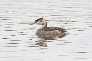 Büyük ibikli Grebe Podiceps kristali gölette yüzüyor