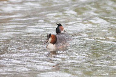 Büyük ibikli Grebe Podiceps kristali gölette yüzüyor