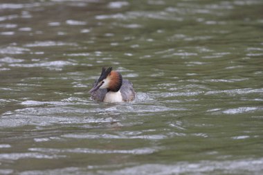 Büyük ibikli Grebe Podiceps kristali gölette yüzüyor