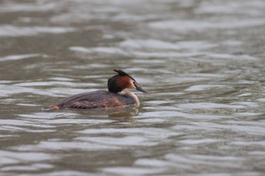 Büyük ibikli Grebe Podiceps kristali gölette yüzüyor