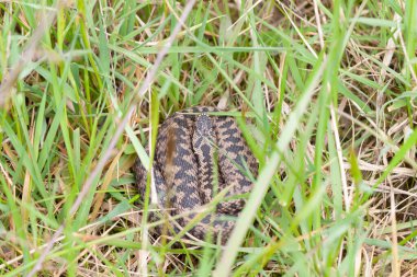 Adder Vipera berus yakın görünümde