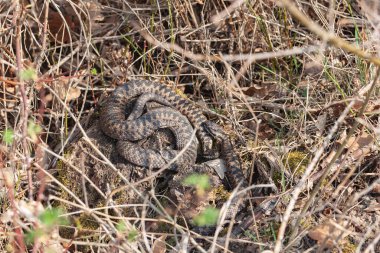 Adder Vipera berus yakın görünümde