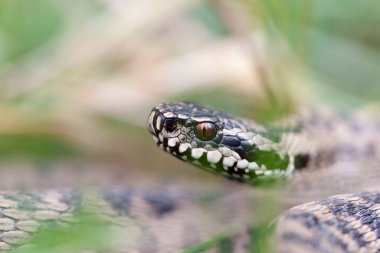 Adder Vipera berus yakın görünümde