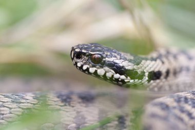 Adder Vipera berus yakın görünümde