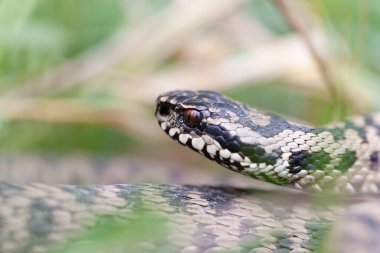 Adder Vipera berus yakın görünümde