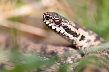 Adder Vipera berus yakın görünümde