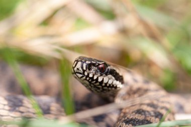 Adder Vipera berus yakın görünümde