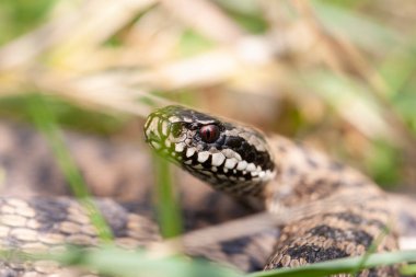 Adder Vipera berus yakın görünümde