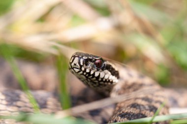 Adder Vipera berus yakın görünümde