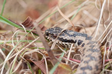 Adder Vipera berus yakın görünümde