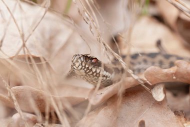 Adder Vipera berus yakın görünümde
